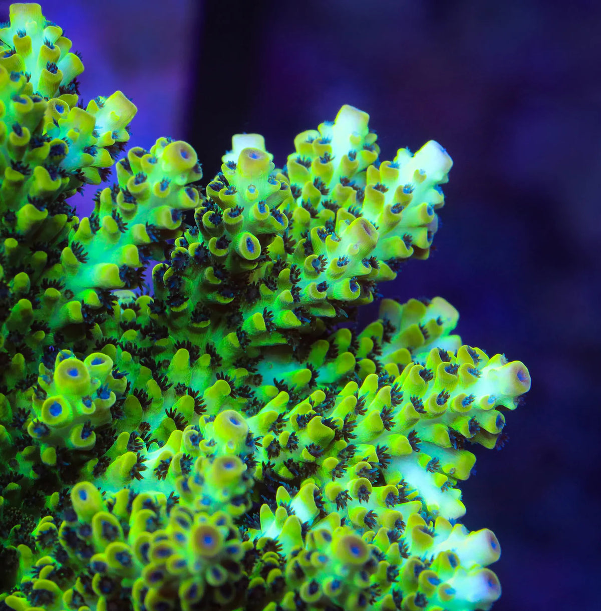 Laura's Purple Polyp Acropora Sp. Frag A66