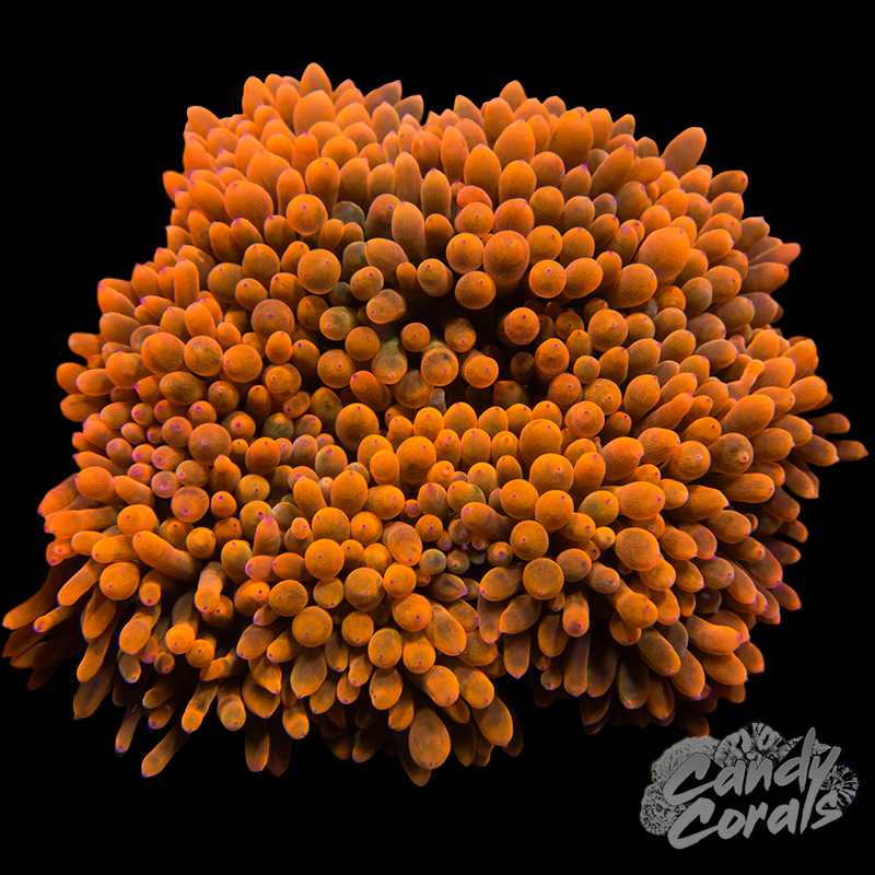 Ultra Orange Bubble Tip Anemone