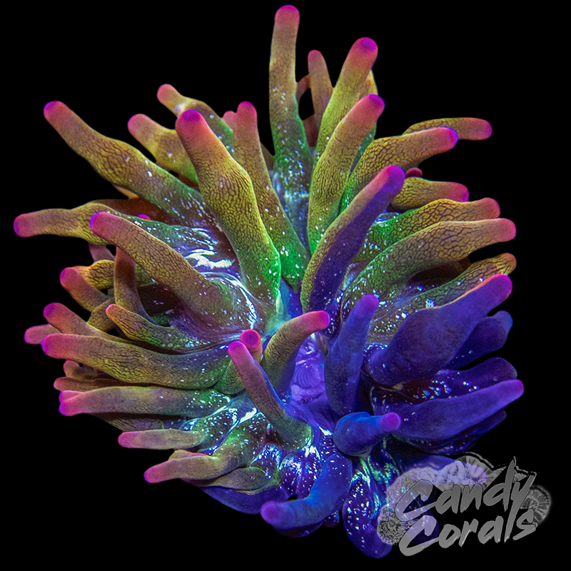 Fruity Explosion Bubble Tip Anemone