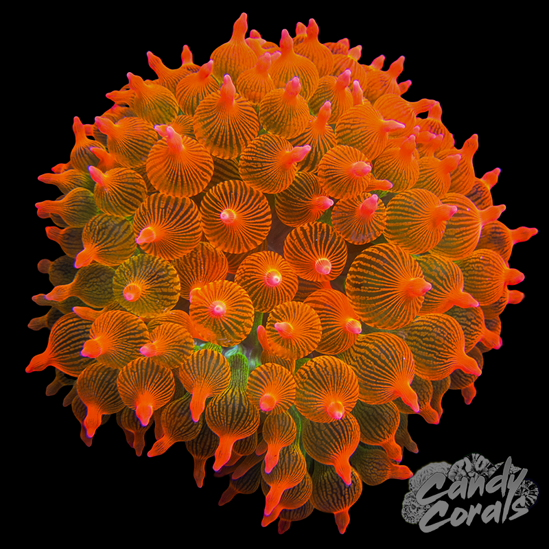 Inverts – Page 4 – Candy Corals