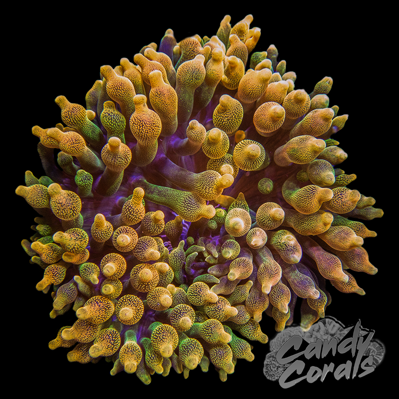 Ultra Orange Bubble Tip Anemone