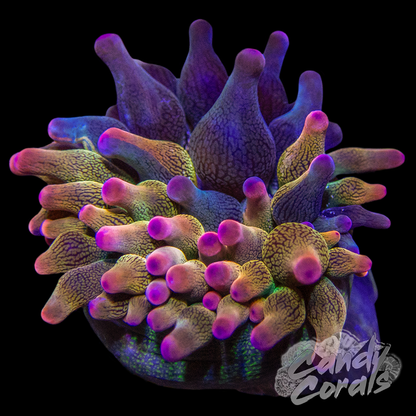 Fruity Explosion Bubble Tip Anemone