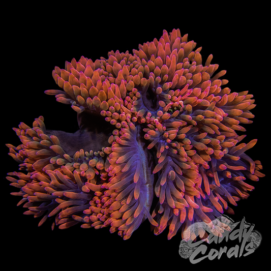 Ultra Red Bubble Tip Anemone WYSIWYG