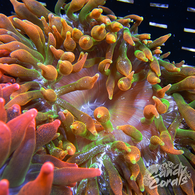 Ultra White Speckled Orange Bubble Tip Anemone