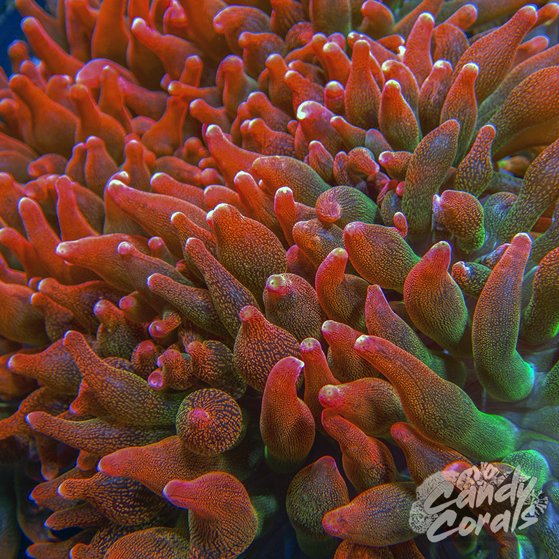 Ultra Red Rainbow Bubble Tip Anemone