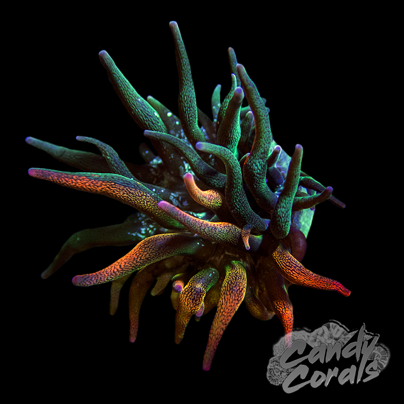 Nexus Burst Bubble Tip Anemone(1”-2” Approx)