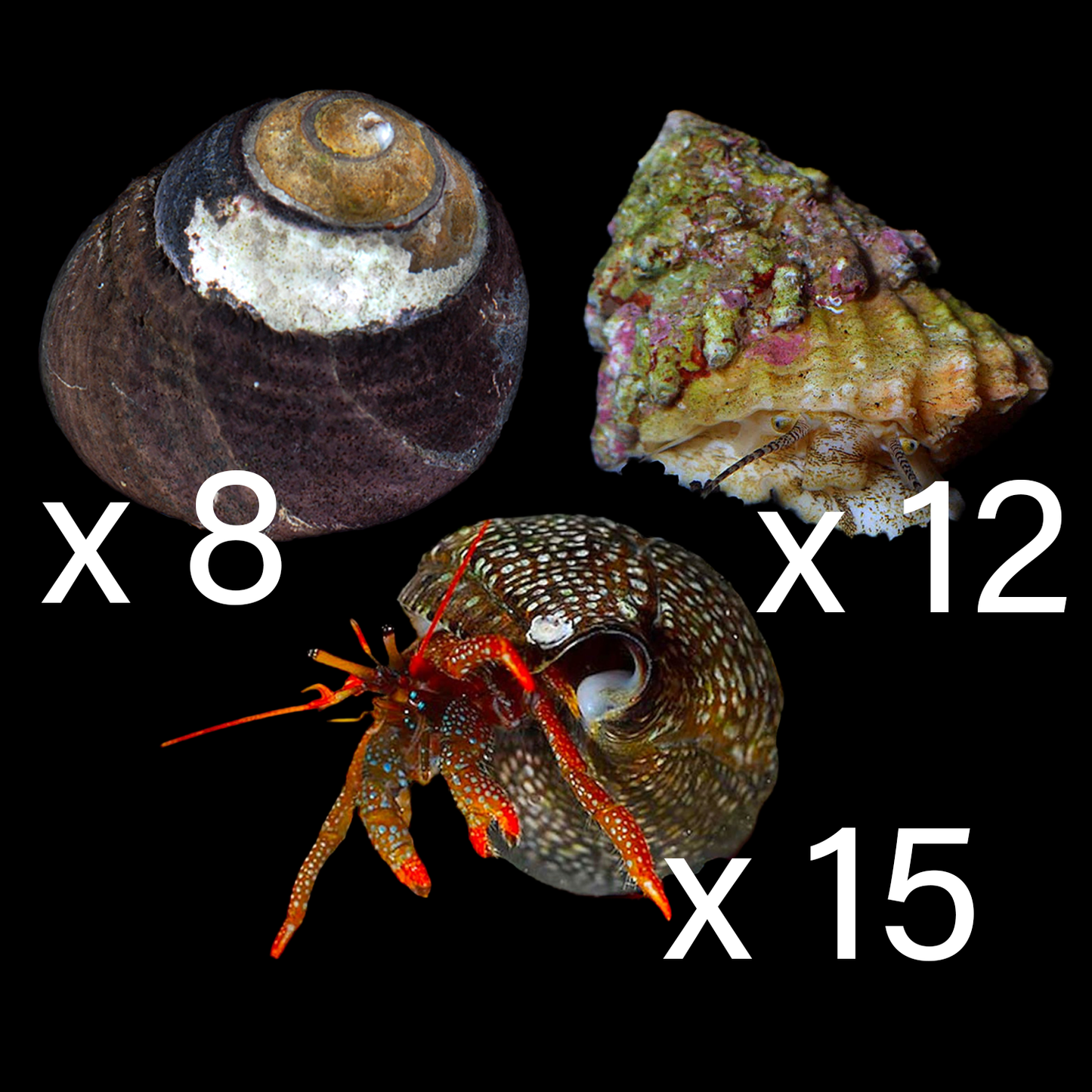 Basic Clean Up Crew Pack 1 (Large 90 - 180+ Gallons)