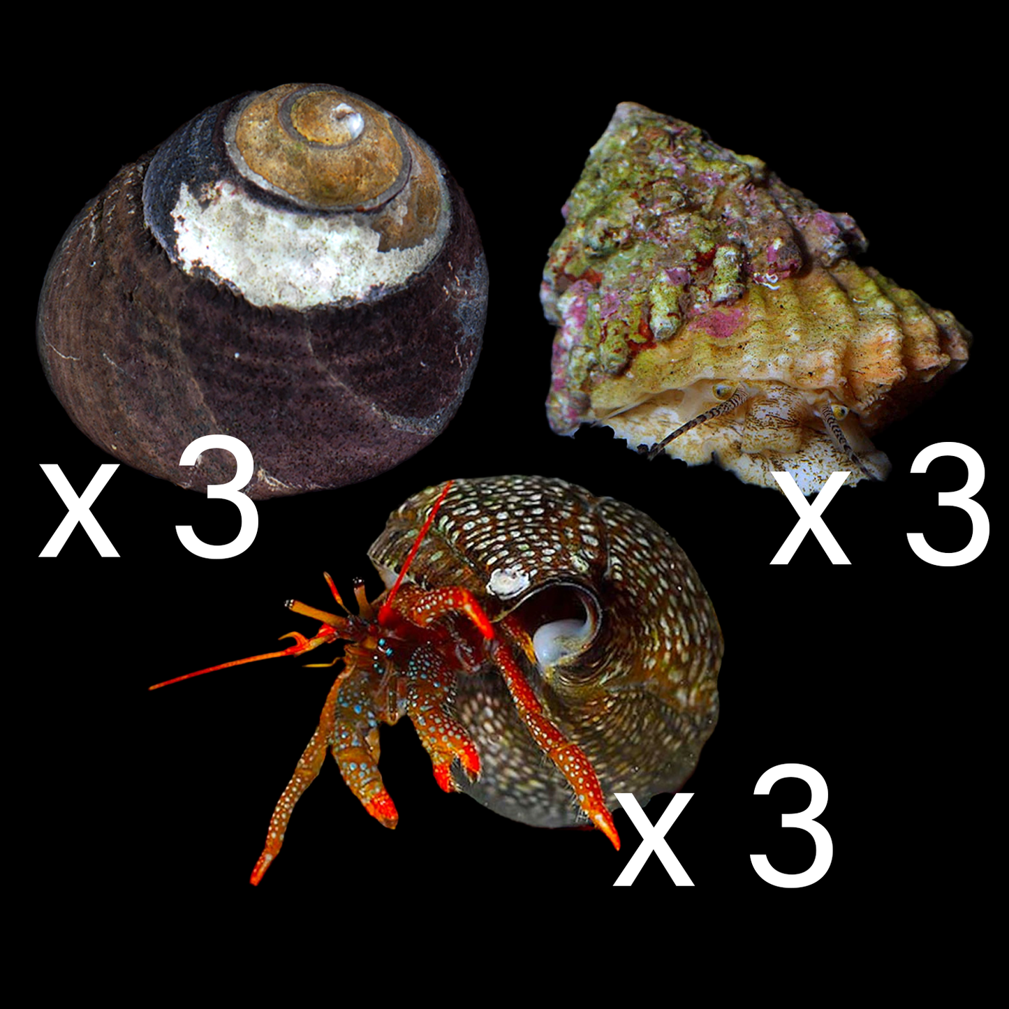 Basic Clean Up Crew Pack 1 (Small 10 - 30 Gallons)