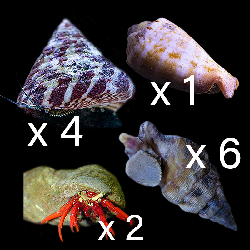 Basic Clean Up Crew Pack 2 (Medium 30 - 90 Gallon)