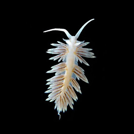 Berghia Nudibranch