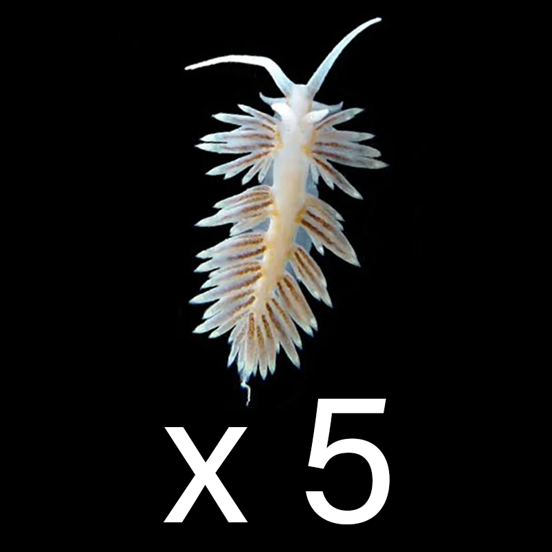 Berghia Nudibranch
