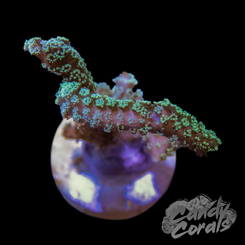 Green Birdsnest Frag A99