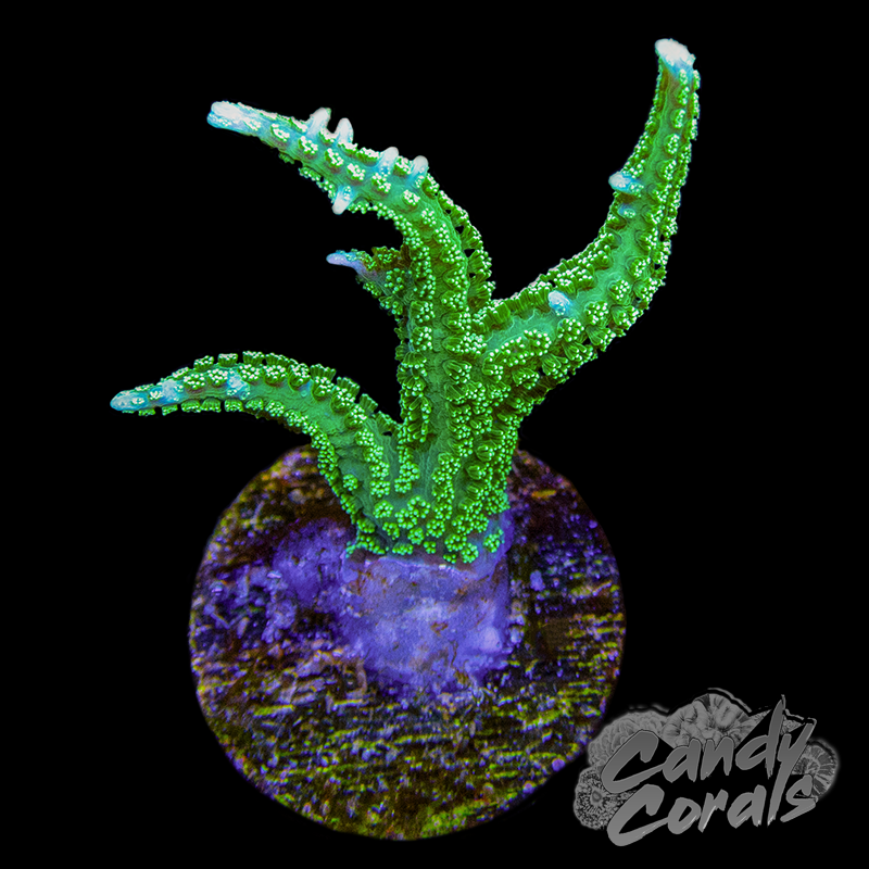 TSA Jade Dragon Birdsnest Frag B45