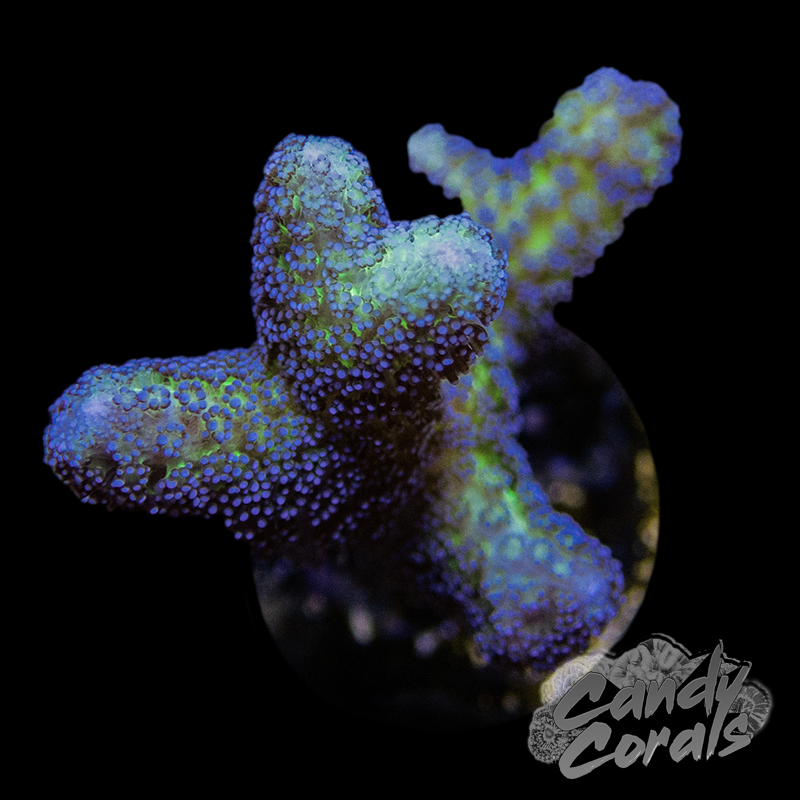 Birds of Paradise Birdsnest Frag B5
