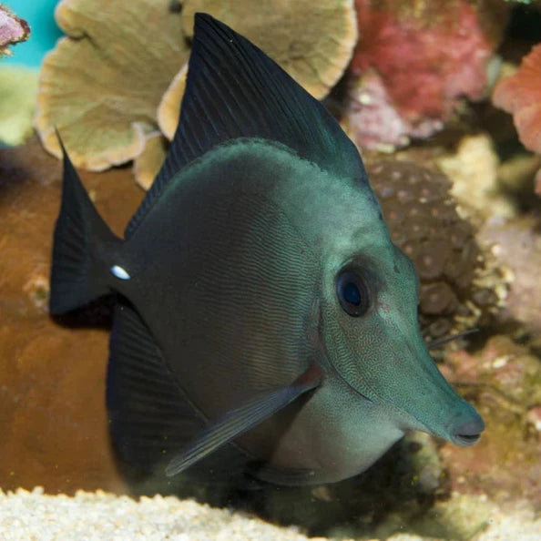 Hybrid Black Longnose Tang