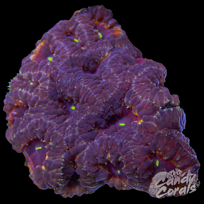 Blastomussa Colony WYSIWYG 10