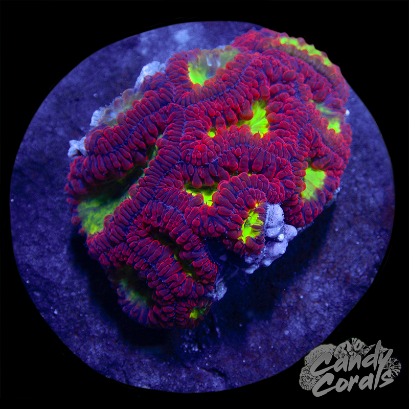 Blastomussa Colony WYSIWYG 4