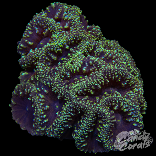 Blastomussa Colony WYSIWYG 28