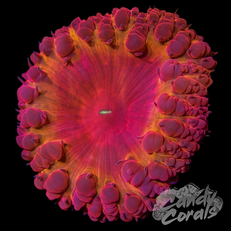 Iron Man Blastomussa Per Polyp