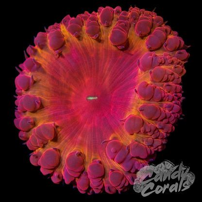 Iron Man Blastomussa Per Polyp