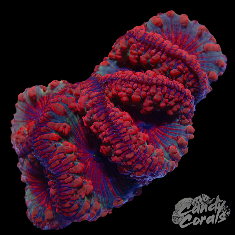 Blastomussa Colony WYSIWYG 1
