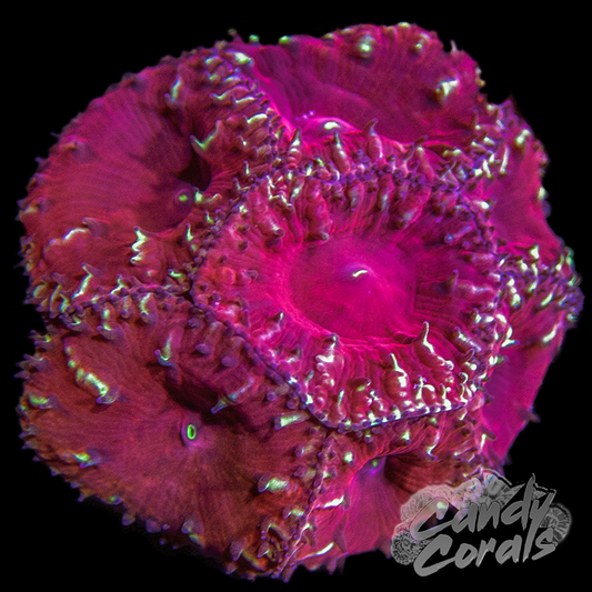 Red Velvet Blastomussa Frag