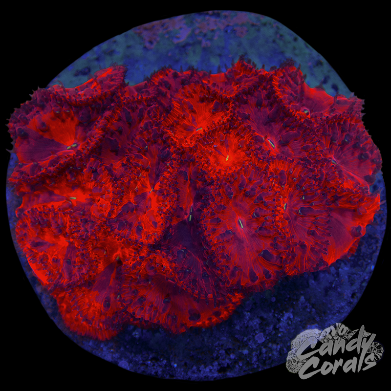 Dead Pool Blastomussa Colony WYSIWYG 45