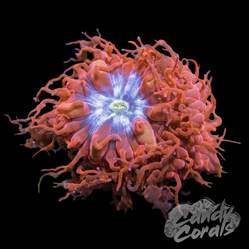 Blue Raven Blastomussa B62