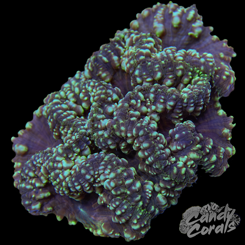 Blastomussa Colony WYSIWYG 1