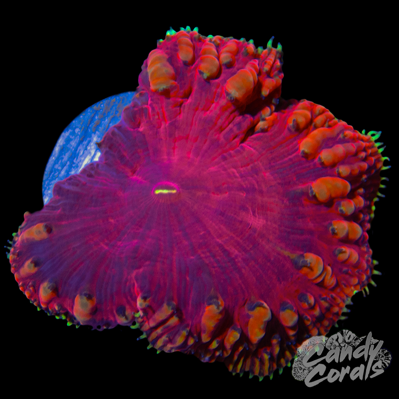 Blastomussa WYSIWYG 48