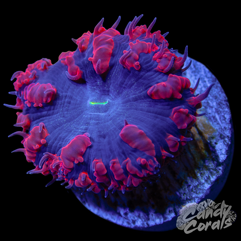 Blue Centered Red Blastomussa Per Polyp