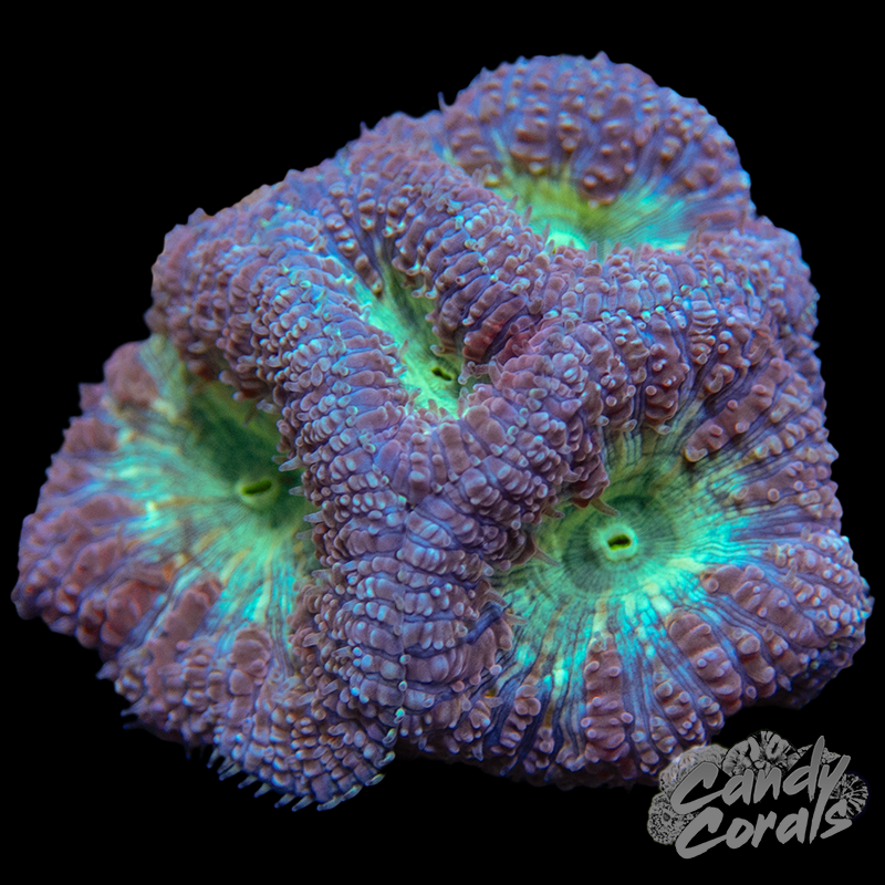 Light Purple Blastomussa Per Polyp