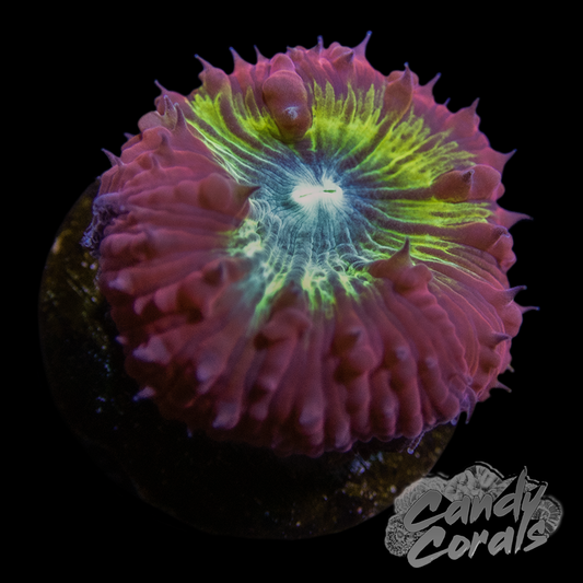 Vortex Blastomussa Per Polyp