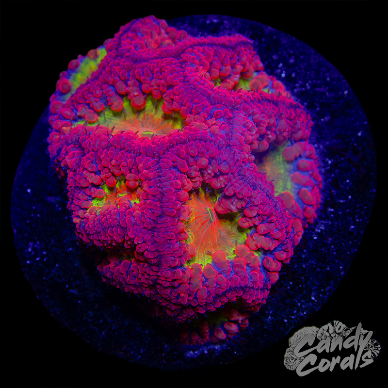 Blastomussa Colony WYSIWYG 8