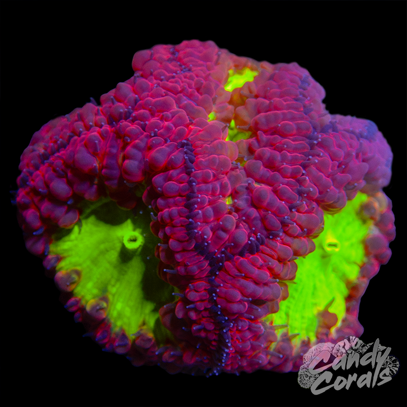 Red and Yellow Blastomussa WYSIWYG 62
