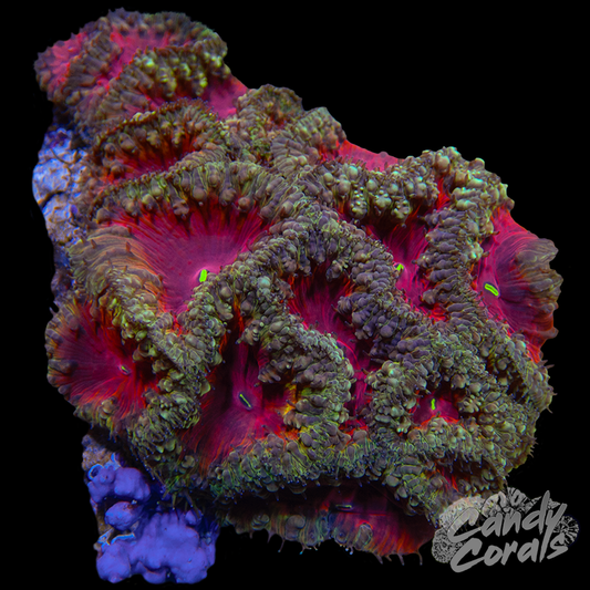 Blastomussa Colony WYSIWYG 31