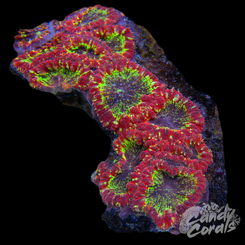 Ultra Blastomussa Colony WYSIWYG 7