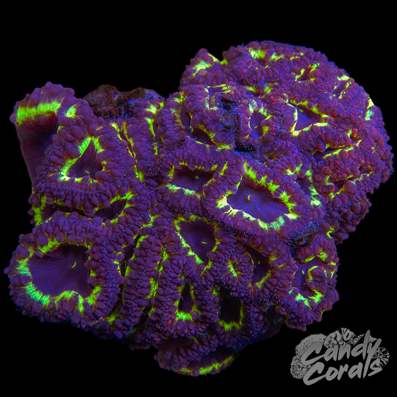 Blastomussa Colony WYSIWYG 39