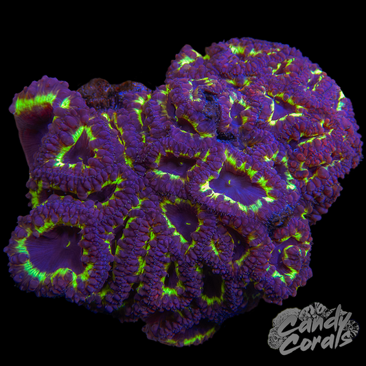 Blastomussa Colony WYSIWYG 39