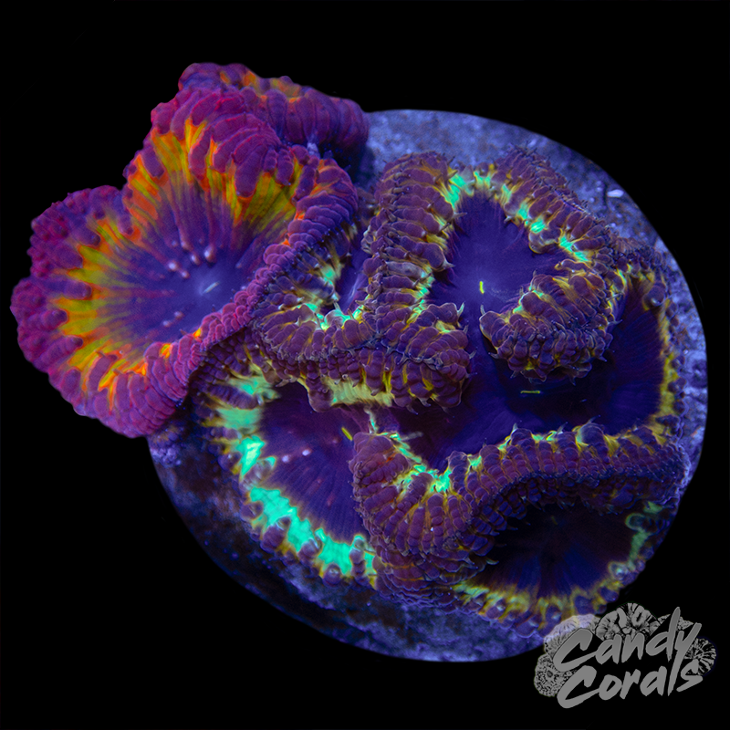 Blastomussa Duo Colony WYSIWYG 5