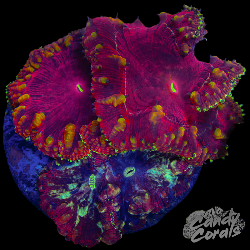 Blastomussa Duo Colony WYSIWYG 6