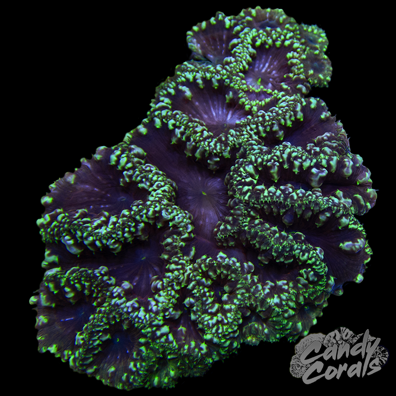 Blastomussa Colony WYSIWYG 2