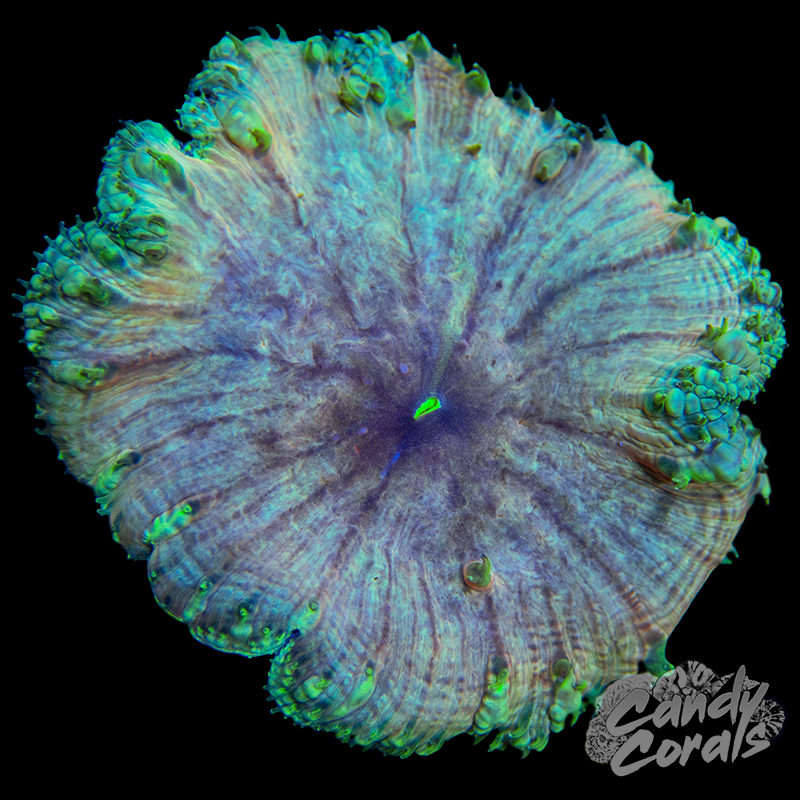 Large Ultra Blastomussa WYSIWYG 1