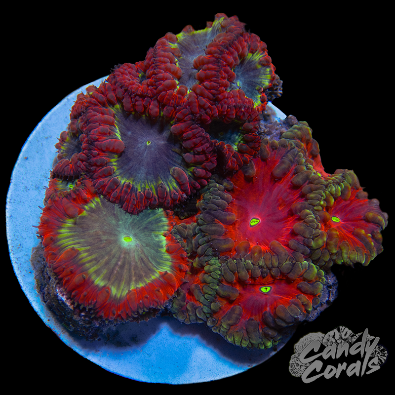 Blastomussa Trio Colony WYSIWYG 3