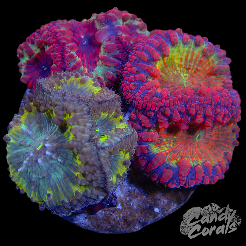 Ultra Blastomussa Trio Colony WYSIWYG 6