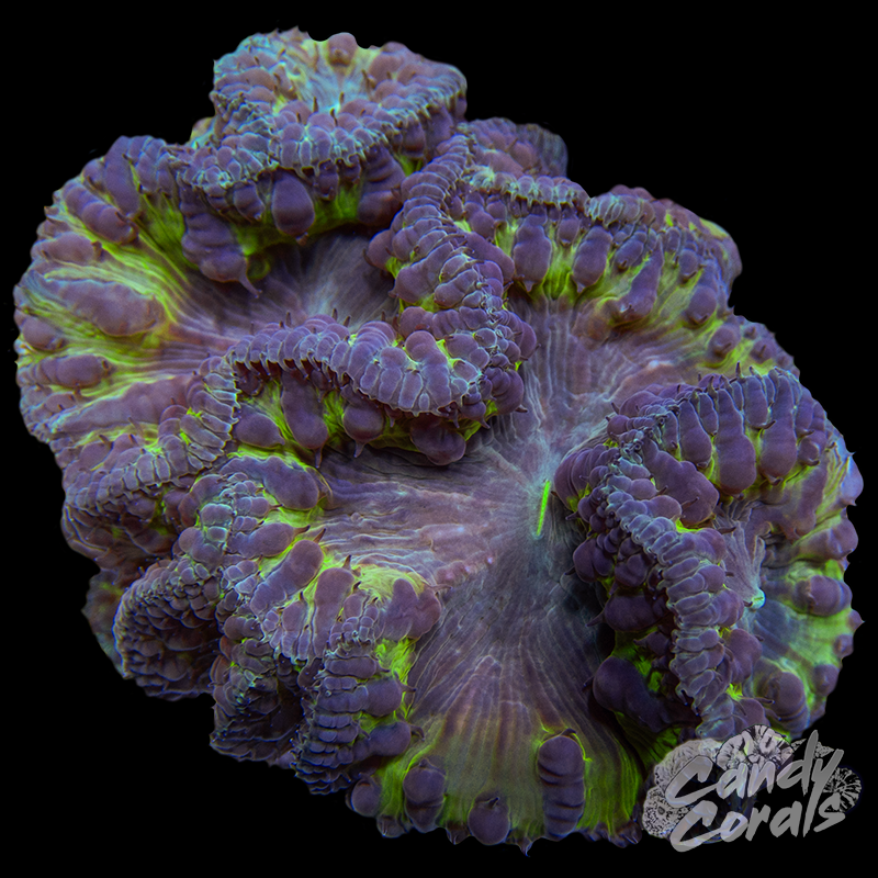 Blastomussa Colony WYSIWYG 3