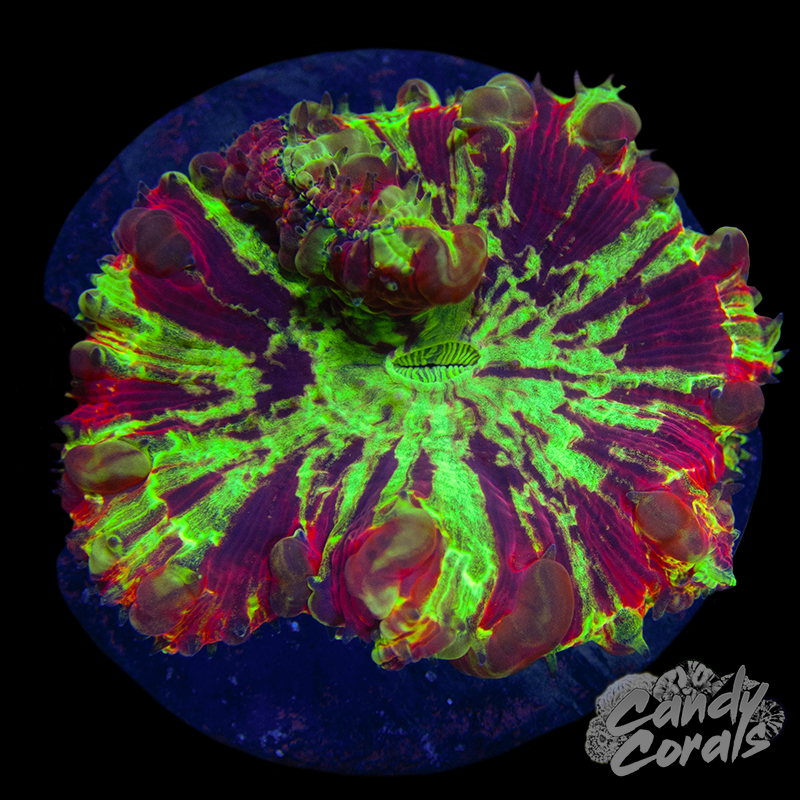 Blastomussa WYSIWYG 47