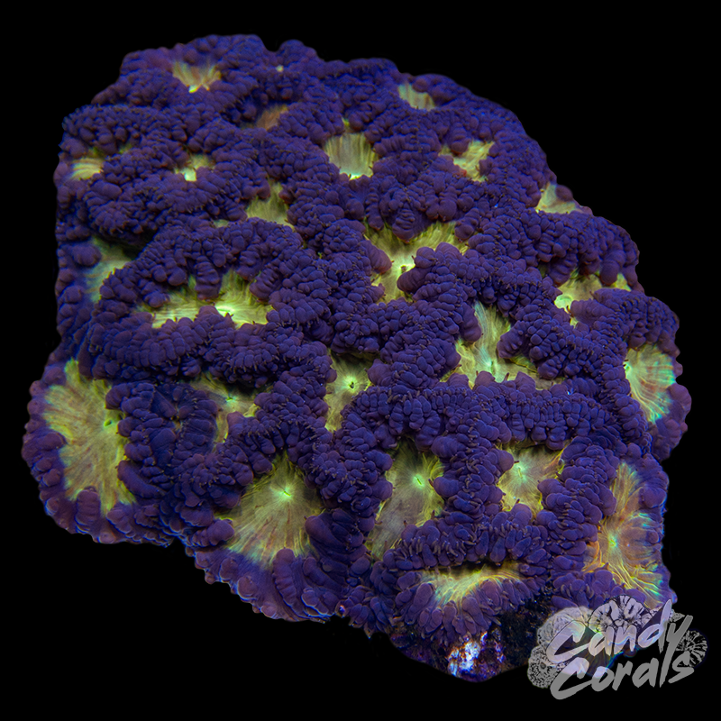 Blastomussa Colony WYSIWYG 11