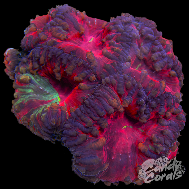 Blastomussa Colony WYSIWYG 4