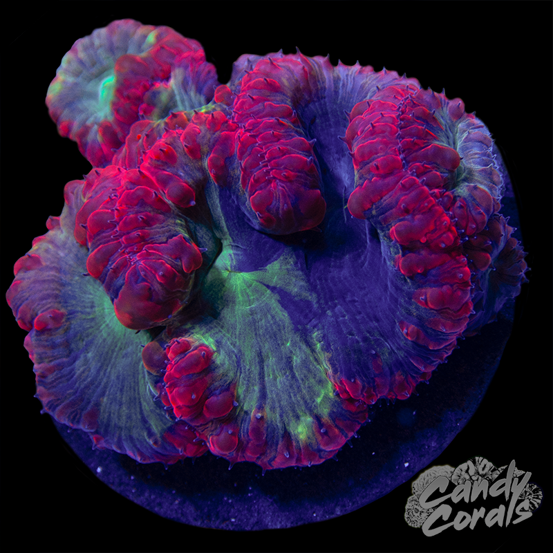 Ultra Blastomussa Colony WYSIWYG 7